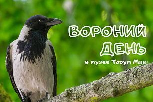 Вороний день в музее «Торум Маа»