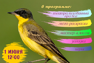 В Международный день защиты детей чествуем птичку-невеличку Трясогузку