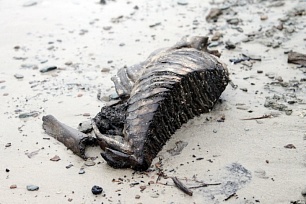 Новые палеонтологические находки Музея Природы и Человека 